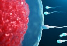 How do Sperm Find their Way to the Egg