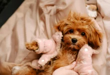 Times Your Puppy Feels Like a Newborn
